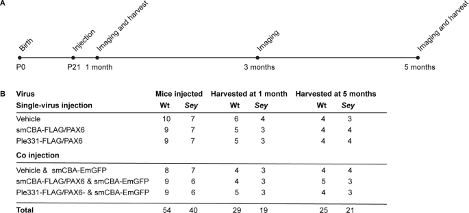 Fig. 1: Experimental timeline including virus injections and harvests.