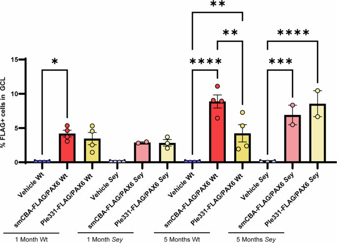 Fig. 5: Both smCBA-FLAG/PAX6 and Ple331-FLAG-PAX6 viruses delivered significant amounts of FLAG-tagged PAX6 protein to cells in the GCL.