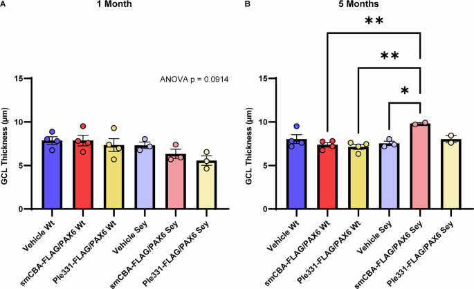 Fig. 6: At 5 months, the eyes of smCBA-FLAG/PAX6-treated Sey mice had significantly thicker ganglion cell layers.
