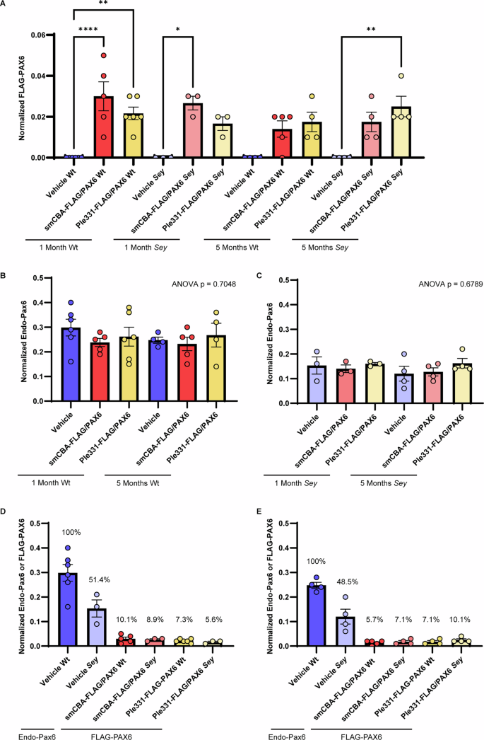 Fig. 7: Both smCBA-FLAG/PAX6 and Ple331-FLAG/PAX6 viruses delivered significant transcription levels of PAX6 to the retina.
