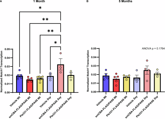 Fig. 8: At 1 month post-injection, the eyes of smCBA-FLAG/PAX6-treated Sey mice had significantly increased Notch1 transcript levels.