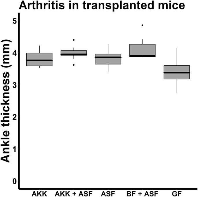 Akkermansia Muciniphila Is Permissive - K Mice Makeup Akkermansia Muciniphila Is Permissive - K Mice Makeup