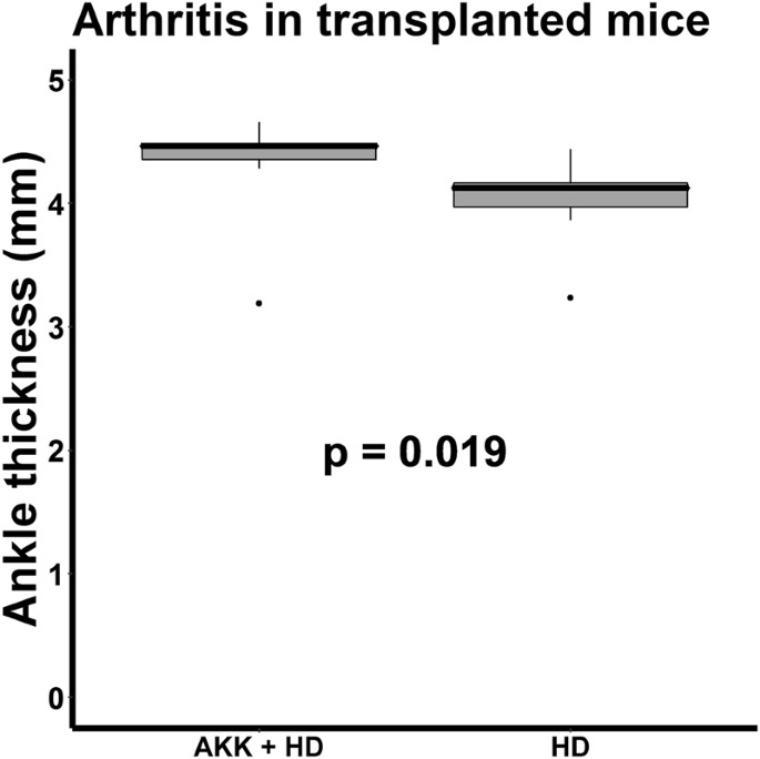 Akkermansia Muciniphila Is Permissive - K Mice Makeup Akkermansia Muciniphila Is Permissive - K Mice Makeup