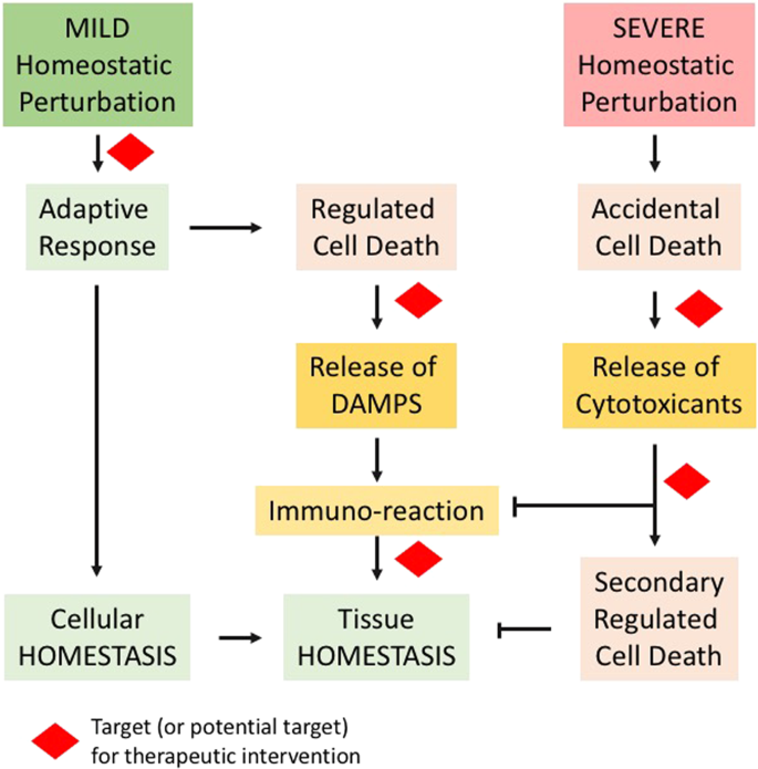 Cell death pathologies: targeting death pathways and the immune system for  cancer therapy | Genes & Immunity