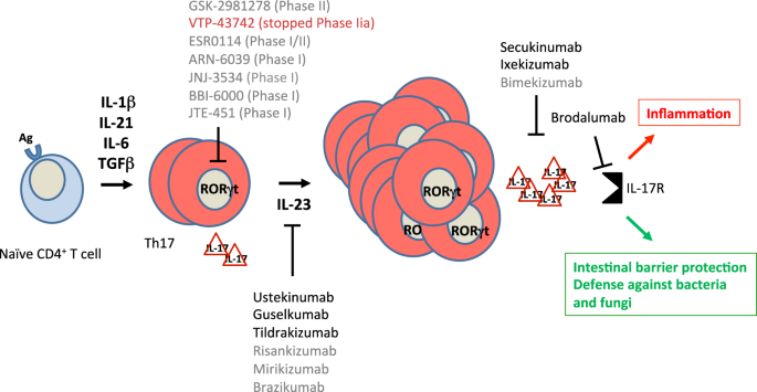 The Il 23 Il 17 Pathway In Human Chronic Inflammatory Diseases New Insight From Genetics And Targeted Therapies Genes Immunity