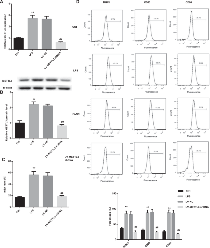 Dendritic Cells With Mettl3 Gene Knockdown Exhibit Immature Properties And Prolong Allograft Survival Genes Immunity