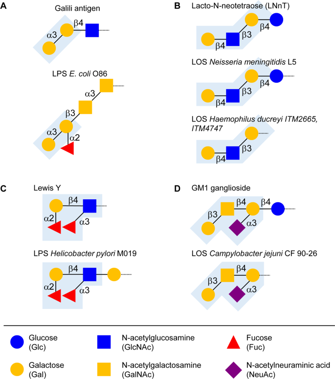 Emergence And Significance Of Carbohydrate Specific Antibodies Genes Immunity