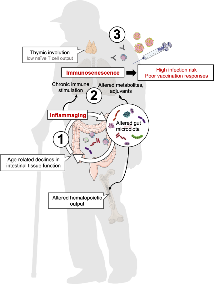 Gut Microbiota and Microbial Metabolism in Early Risk of