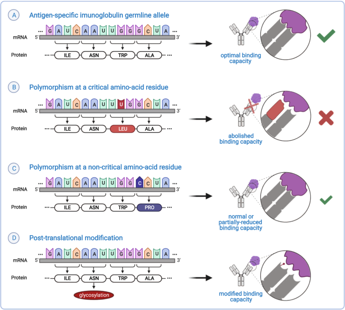 Immunoglobulin germline gene variation and its impact on human disease |  Genes & Immunity