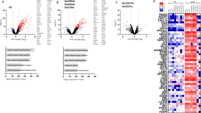 Fig. 1: DEGs in PBMC from HDs and patients carrying TLR7 variants stimulated with IMQ.