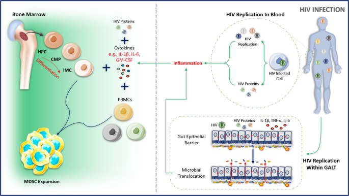 MDSC expansion during HIV infection: regulators, ART and immune ...
