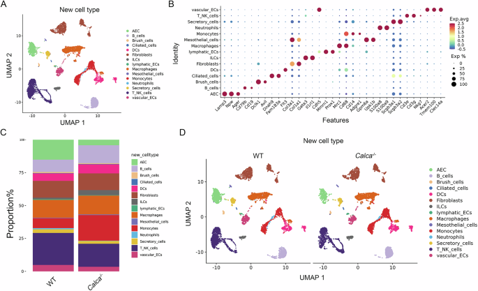 Fig. 2: Identification of lung cell subpopulations in Calca-/- rats.
