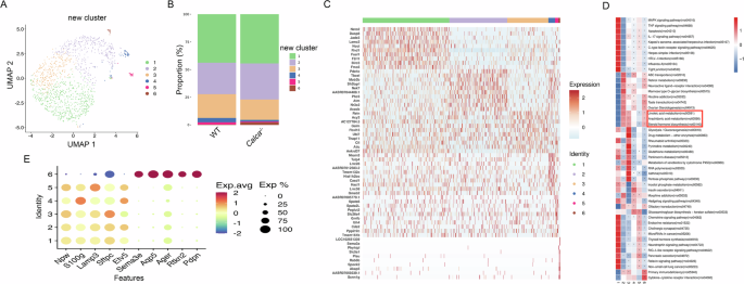 Fig. 3: AT2 differentiation and lipid metabolism dysfunction in Calca-/- rats.