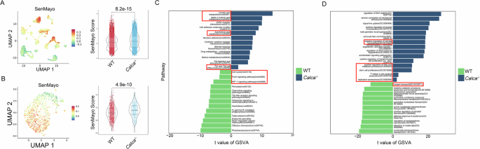 Fig. 4: Lung tissues and AT2 senescence signatures in Calca-/- rats.