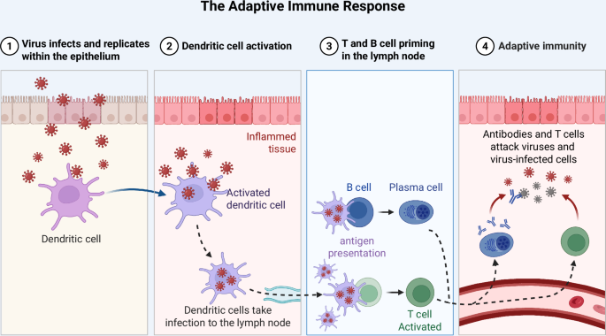 Fig. 2: Illustration detailing adaptive immune response.