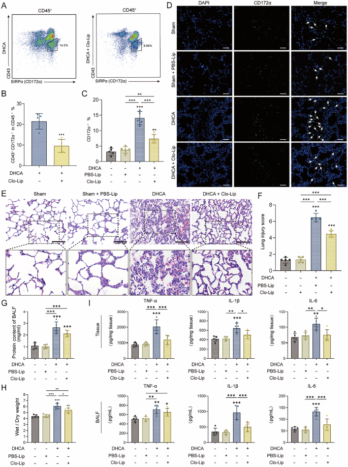 Fig. 2: DHCA-induced lung injury was attenuated after clodronate was given intravenously 24 h before surgery.