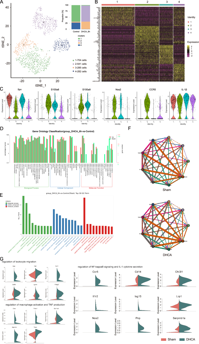 Fig. 3: Heterogeneous changes in monocytes in the lung tissue of the Sham and DHCA groups.