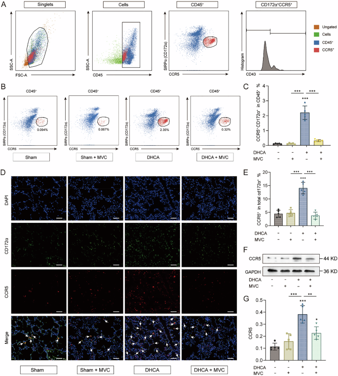 Fig. 4: Intravenous application of MVC half an hour before DHCA significantly reduces CCR5 expression in rat lung tissue.