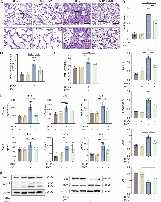 Fig. 5: DHCA-induced lung injury was attenuated by MVC.