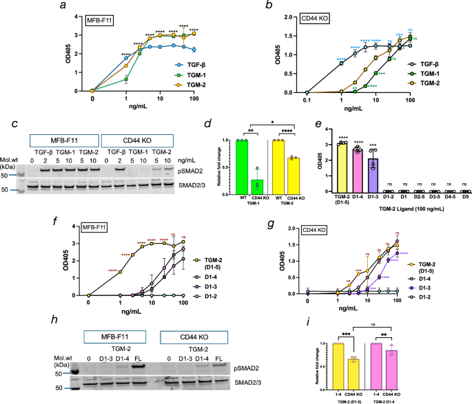 Fig. 2: Comparison of TGF-β signalling in MFB-F11 fibroblast reporter cells by TGM-2 and truncated constructs.