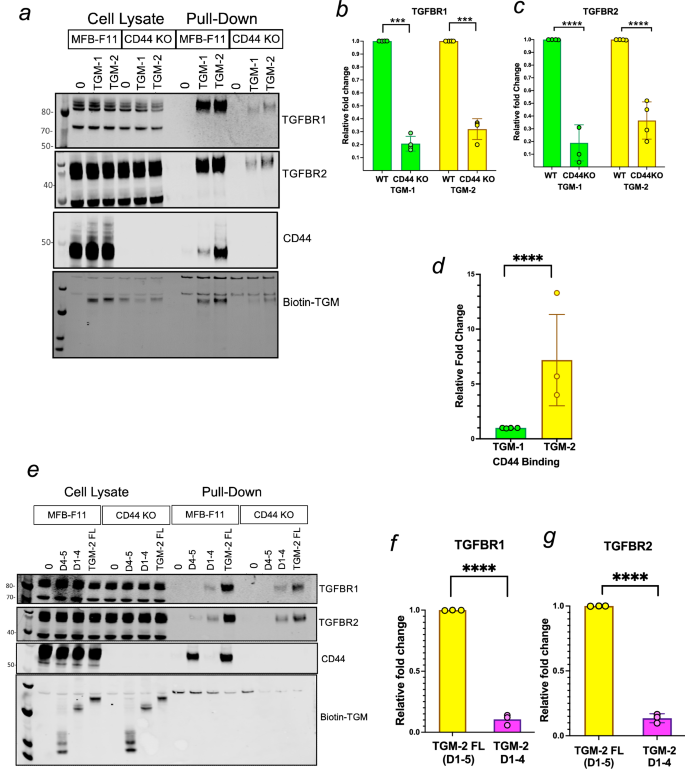 Fig. 4: Pull-down analyses of TGM-1 and TGM-2 protein interactions with receptors.