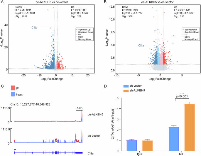 Fig. 10: The regulatory effect of ALKBH5 on the major gene CIITA.