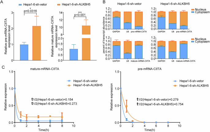 Fig. 11: The regulatory mechanism of ALKBH5 on the major gene CIITA.