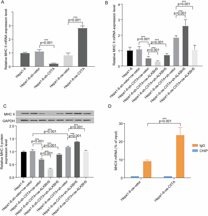 Fig. 12: CIITA promote the expression of MHC II in vitro.