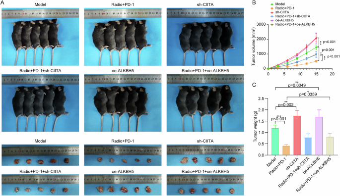 Fig. 13: Downregulation of CIITA or overexpression of ALKBH5 weakens the anti-tumor effects of radiotherapy combined with immunotherapy in C57BL/6 mice bearing Hepa1-6 tumors.