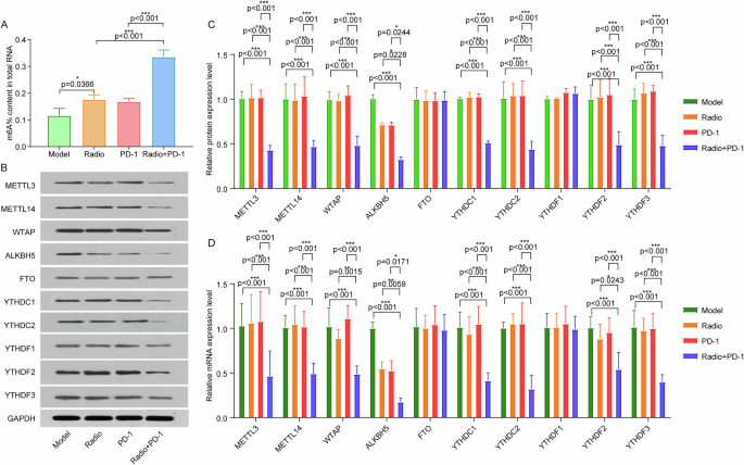 Fig. 2: Radiotherapy combined with PD-1 immunotherapy alters m6A methylation levels and modulates the expression of methylases and demethylases in C57BL/6 mice bearing Hepa1-6 tumors.