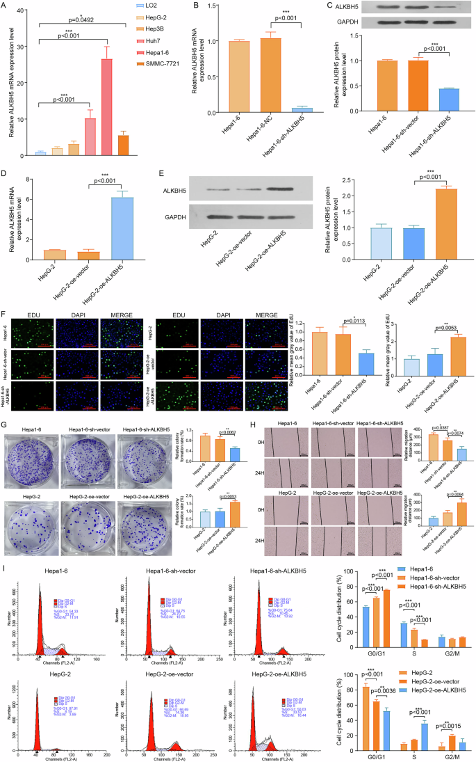 Fig. 5 : ALKBH5 expression enhances malignant phenotypes in HCC cells.