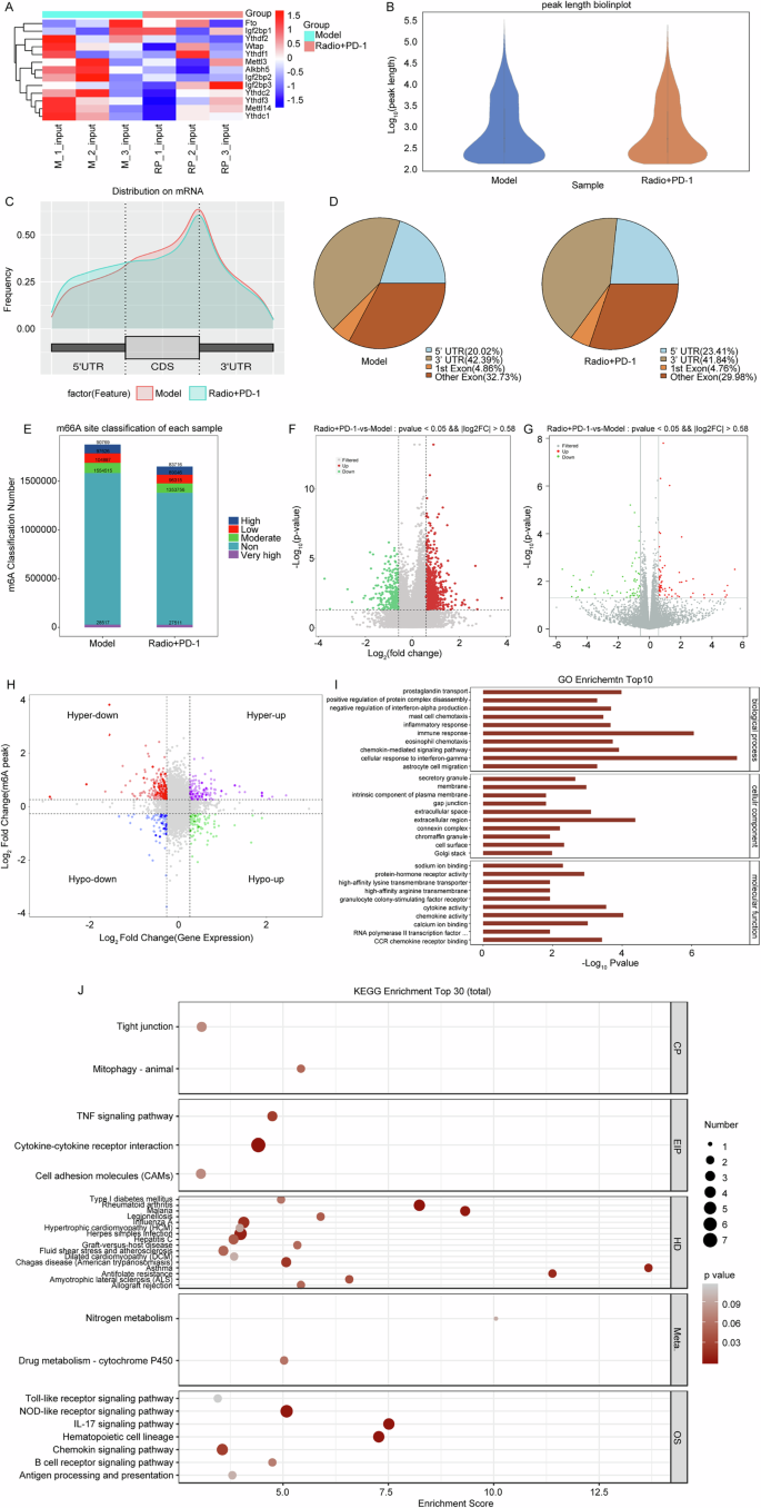 Fig. 6: Alterations in m6A methylation landscape and identification of differentially modified genes following combined radiotherapy and immunotherapy.