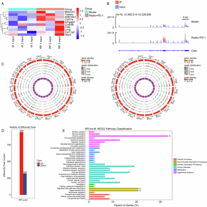 Fig. 7: Radiotherapy combined with immunotherapy enhances m6A modification of CIITA.