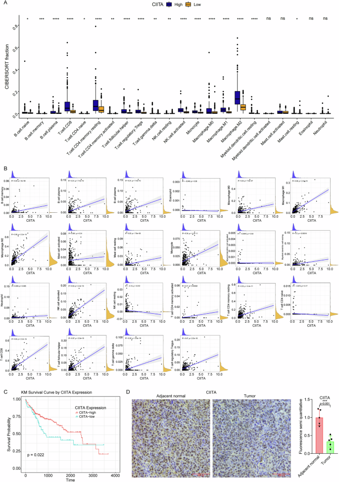 Fig. 8: CIITA expression is downregulated in HCC and correlates with patient survival.