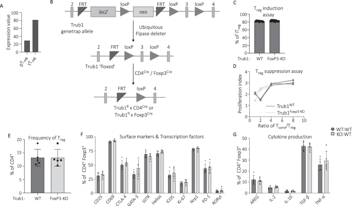 Fig. 1: Trub1 deficiency does not impact Treg cell differentiation or function in vitro or in vivo.