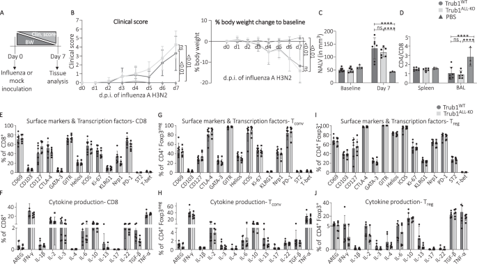 Fig. 4: Trub1 deficiency does not impair T cell-mediated antiviral response in influenza-infected mice.