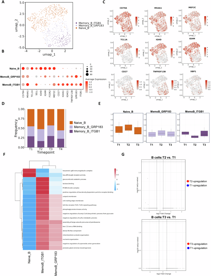 Fig. 5: Transcriptional and compositional changes in B cell subsets after COVID-19 vaccination during pregnancy.