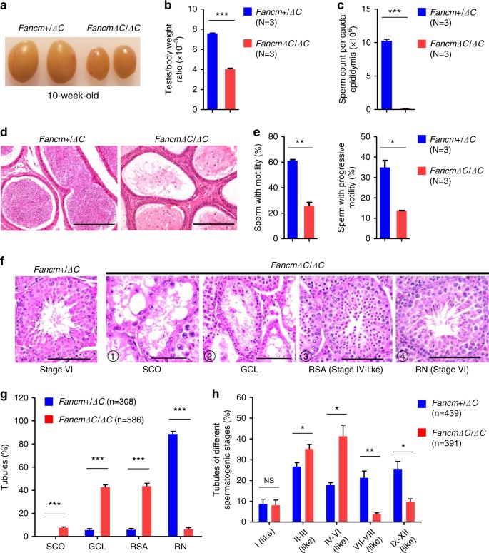 Fig. 3: Spermatogenic failure in FancmΔC/ΔC mice.