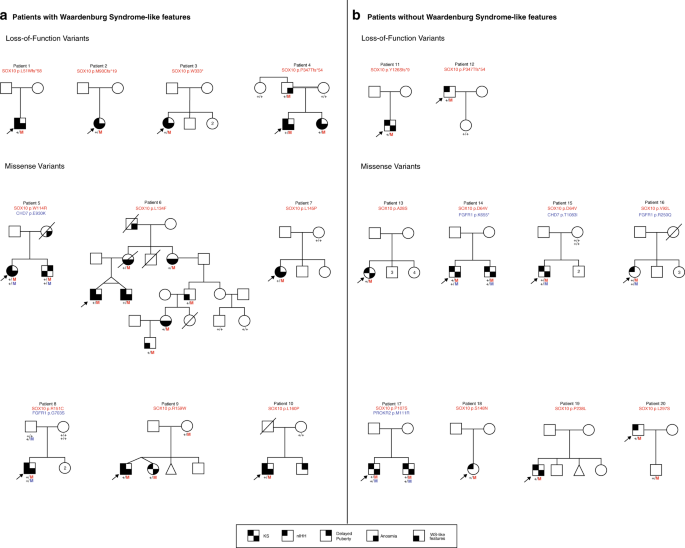 Fig. 1: Family pedigrees of probands with SOX10 rare sequence variants (RSVs) identified in the Massachusetts General Hospital (MGH) idiopathic hypogonadotropic hypogonadism (IHH) cohort.