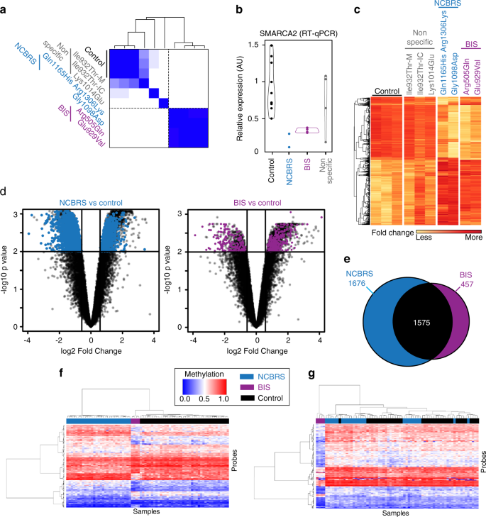Fig. 4: Transcriptomic and methylation analyses in individuals harboring SMARCA2 variants.