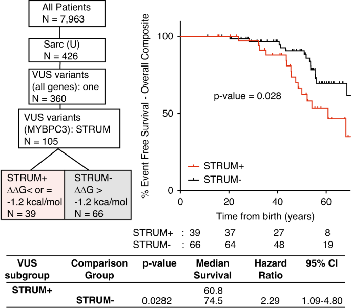 Fig. 1: Patients with a MYBPC3 VUS identified as deleterious by STRUM (STRUM+) are associated with an increased risk for adverse hypertrophic cardiomyopathy (HCM)-related outcomes.