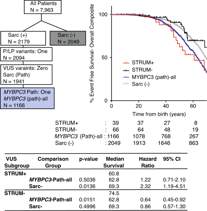 Fig. 2: Patients with a MYBPC3 variant of uncertain significance (VUS) identified as deleterious by STRUM (STRUM+) exhibit clinical outcomes similar to patients with a MYBPC3 pathogenic variants.