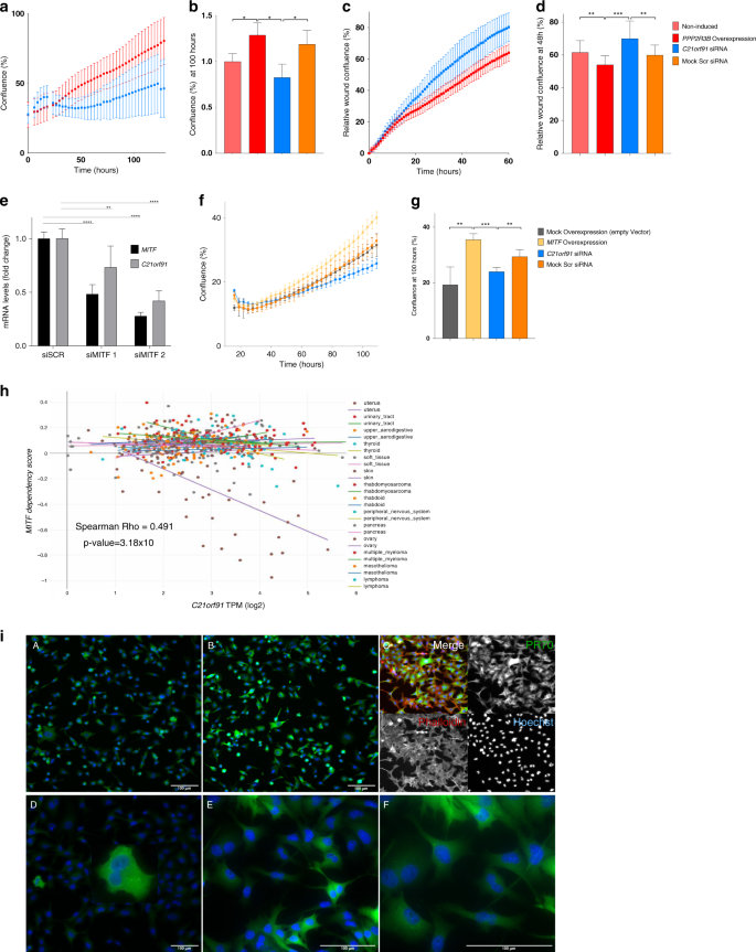 Fig. 5: Knockdown of C21orf91 rescues increased proliferation associated with PPP2R3B overexpression.