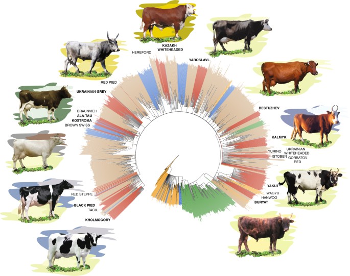 Genome-wide genotyping uncovers genetic profiles and history of the Russian cattle  breeds | Heredity