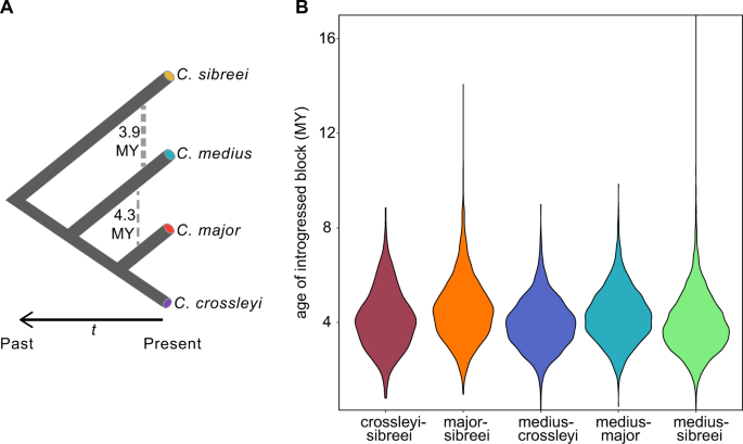 Conservation Genomic Analysis Reveals Ancient Introgression And Declining Levels Of Genetic Diversity In Madagascar S Hibernating Dwarf Lemurs Heredity