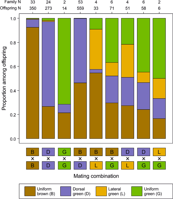 Simple inheritance of color and pattern polymorphism in the steppe  grasshopper Chorthippus dorsatus