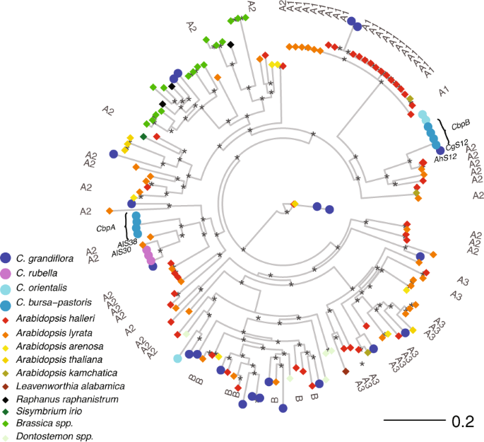 On The Origin Of The Widespread Self Compatible Allotetraploid Capsella Bursa Pastoris Brassicaceae Heredity On The Origin Of The Widespread Self Compatible Allotetraploid Capsella Bursa Pastoris Brassicaceae Heredity