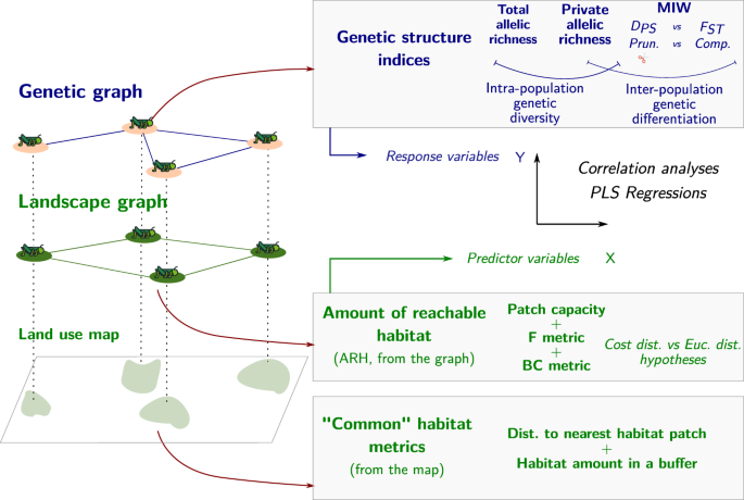 Fig. 3: Genetic indices and habitat metrics computed in both types of graphs to depict both genetic structure (diversity, differentiation) and the amount of reachable habitat and to perform correlation and partial least squares analyses.