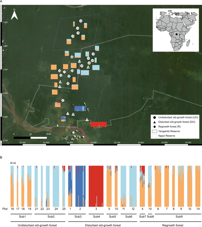 Exploring The Connection Between Canephora & Robusta - Perfect