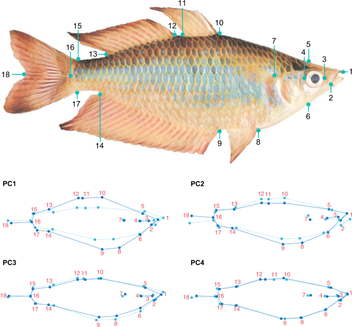 Environmental selection, rather than neutral processes, best explain  regional patterns of diversity in a tropical rainforest fish